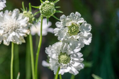 Kaukasisk skabiose Scabiosa caucasica 'Perfecta Alba' 5-10 potte P9