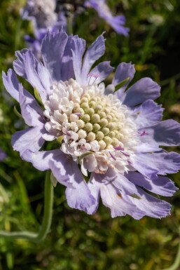 Kaukasisk skabiose Scabiosa caucasica 'Perfecta' 5-10 potte P9