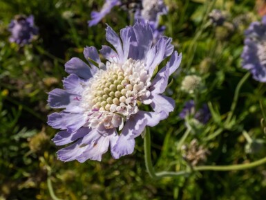 Kaukasisk skabiose Scabiosa caucasica 'Perfecta' 5-10 potte P9