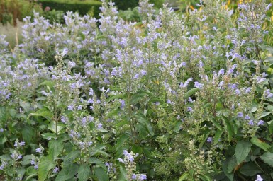 Scutellaire blanchie Scutellaria incana 5-10 Pot 9x9 cm (P9)