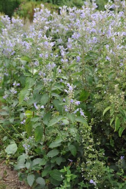 Scutellaria incana Grå frossört 5-10 i kruka P9