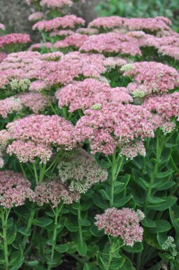 Sedum 'Herbstfreude' Fetknoppar 5-10 i kruka P9