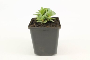 Orpin Sedum 'Herbstfreude' 5-10 Pot 9x9 cm (P9)