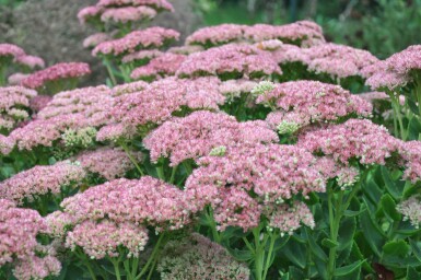 Sedum 'Herbstfreude' Fetknoppar 5-10 i kruka P9