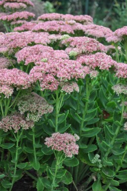 Vetkruid Sedum 'Herbstfreude' 5-10 Pot P9