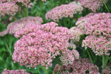 Sedum 'Herbstfreude' Fetknoppar 5-10 i kruka P9