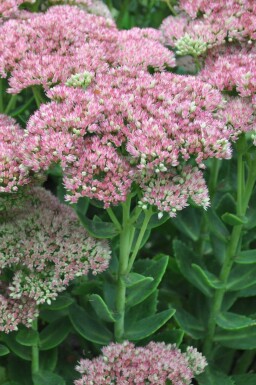 Sedum 'Herbstfreude' Fetknoppar 5-10 i kruka P9