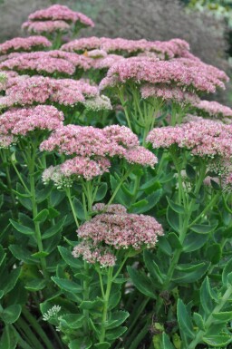 Sedum 'Herbstfreude' Fetknoppar 5-10 i kruka P9