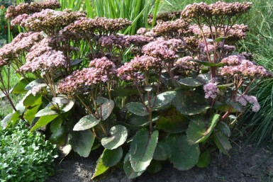 Sedum 'Matrona' Fetknoppar 5-10 i kruka P9