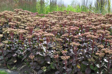 Sedum 'Matrona' Fetknoppar 5-10 i kruka P9