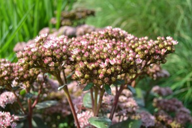 Sedum 'Matrona' Fetknoppar 5-10 i kruka P9