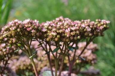 Sedum 'Matrona' Fetknoppar 5-10 i kruka P9