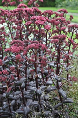 Sedum 'Purple Emperor' Fetknoppar 5-10 i kruka P9