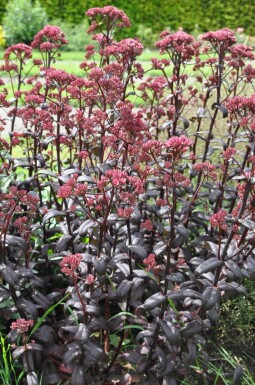 Orpin Sedum 'Purple Emperor' 5-10 Pot 9x9 cm (P9)