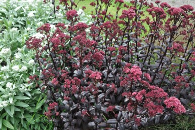 Stenurt Sedum 'Purple Emperor' 5-10 potte P9