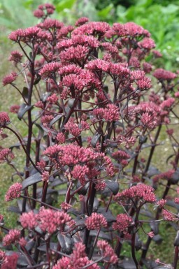 Sedum 'Purple Emperor' Fetknoppar 5-10 i kruka P9