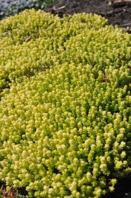 Bidende stenurt Sedum acre 'Yellow Queen' 5-10 potte P9