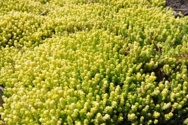 Muurpeper Sedum acre 'Yellow Queen' 5-10 Pot P9