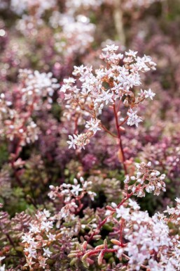 Muurpeper Sedum album 'Coral Carpet' 5-10 Pot P9