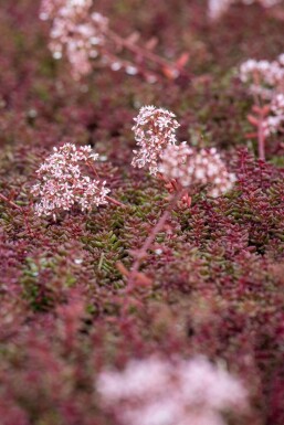 Orpin blanc Sedum album 'Murale' 5-10 Pot 9x9 cm (P9)