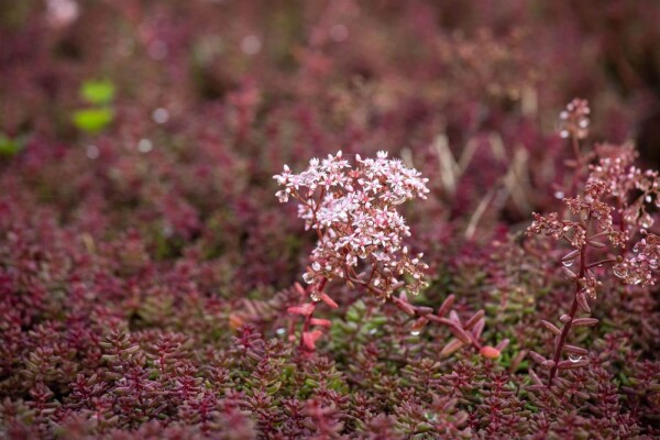 Plant eigenschappen