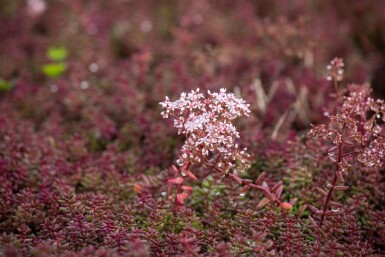 Orpin blanc Sedum album 'Murale' 5-10 Pot 9x9 cm (P9)