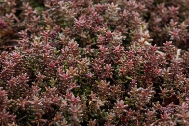 Hvid stenurt Sedum album 'Murale' 5-10 potte P9