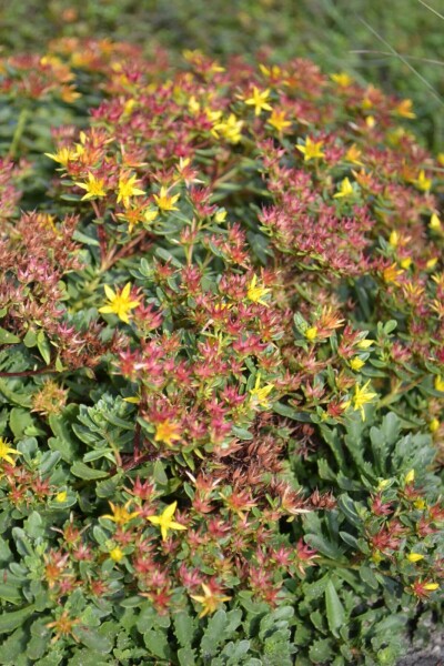 Sedum floriferum 'Weihenstephaner Gold'