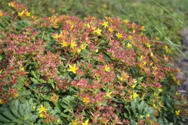 Vetkruid Sedum floriferum 'Weihenstephaner Gold' 5-10 Pot P9