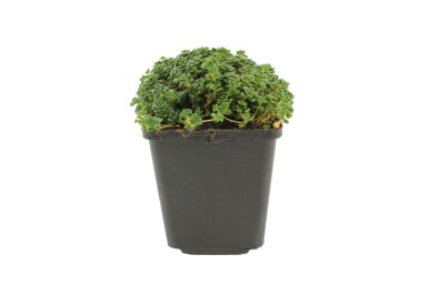 Sedum oreganum Oregonfetknopp 5-10 i kruka P9