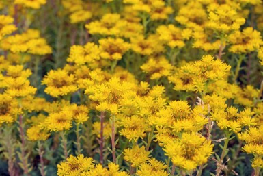 Bjergstenurt Sedum reflexum 5-10 potte P9