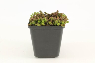 Orpin à six angles Sedum sexangulare 5-10 Pot 9x9 cm (P9)