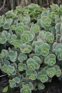 Gråmelet stenurt Sedum sieboldii 5-10 potte P9