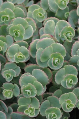 Sedum sieboldii Fetknoppar 5-10 i kruka P9