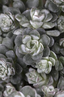 Sedum spathulifolium 'Cape Blanco' Kalifornisk fetknopp 5-10 i kruka P9