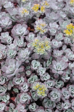 Pudret stenurt Sedum spathulifolium 'Purpureum' 5-10 potte P9