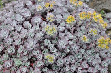 Pudret stenurt Sedum spathulifolium 'Purpureum' 5-10 potte P9