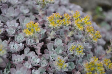 Pudret stenurt Sedum spathulifolium 'Purpureum' 5-10 potte P9