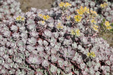 Orpin spatulé Sedum spathulifolium 'Purpureum' 5-10 Pot 9x9 cm (P9)