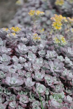 Pudret stenurt Sedum spathulifolium 'Purpureum' 5-10 potte P9