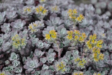 Pudret stenurt Sedum spathulifolium 'Purpureum' 5-10 potte P9