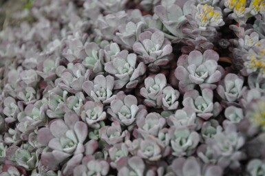 Pudret stenurt Sedum spathulifolium 'Purpureum' 5-10 potte P9