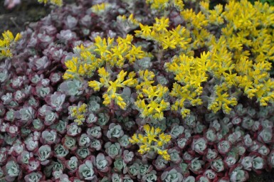 Orpin spatulé Sedum spathulifolium 'Purpureum' 5-10 Pot 9x9 cm (P9)