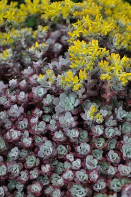 Orpin spatulé Sedum spathulifolium 'Purpureum' 5-10 Pot 9x9 cm (P9)