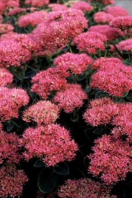 Sedum spectabile 'Brilliant' Kinesisk kärleksört 5-10 i kruka P9