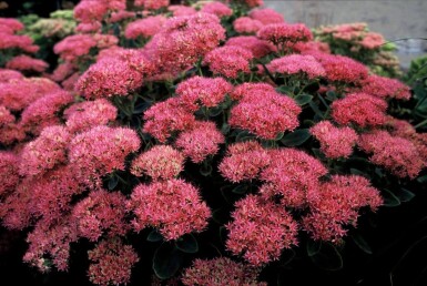 Sedum spectabile 'Brilliant' Kinesisk kärleksört 5-10 i kruka P9