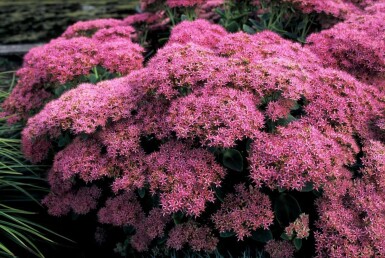 Sedum spectabile 'Brilliant' Kinesisk kärleksört 5-10 i kruka P9