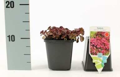 Orpin bâtard Sedum spurium 'Fuldaglut' 5-10 Pot 9x9 cm (P9)