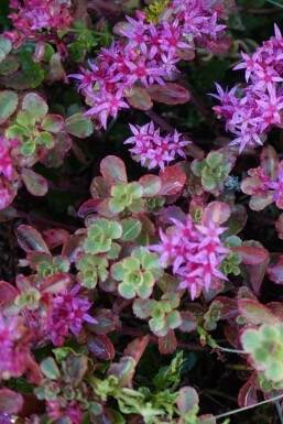 Orpin bâtard Sedum spurium 'Splendens' 5-10 Pot 9x9 cm (P9)