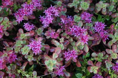 Vetkruid Sedum spurium 'Splendens' 5-10 Pot P9